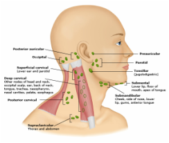 Do you know what a Virchow’s node is?